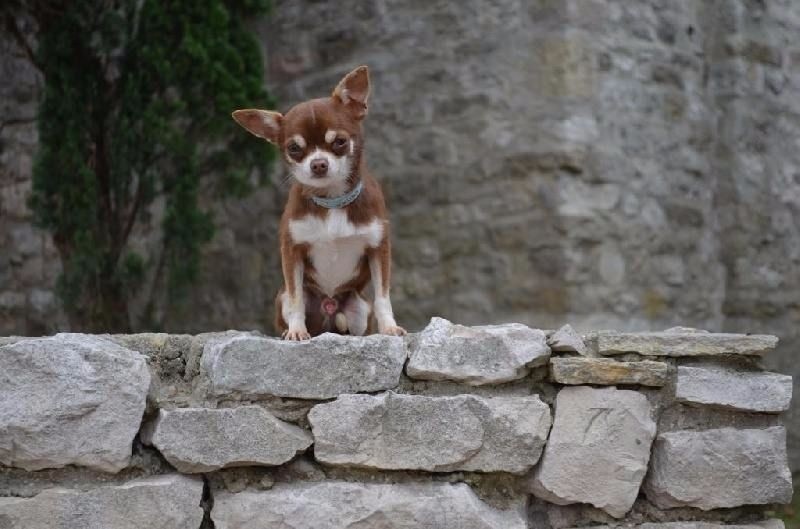 Lamborguini des Mirages d'Azur