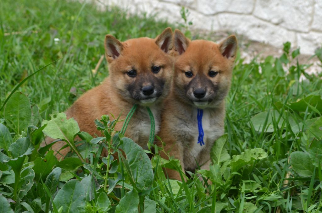 des Mirages d'Azur - Chiot disponible  - Shiba