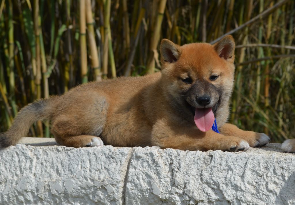 des Mirages d'Azur - Chiot disponible  - Shiba