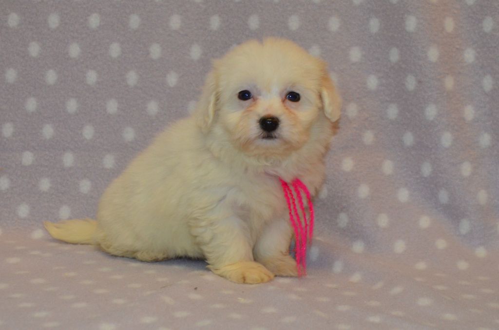 des Mirages d'Azur - Chiot disponible  - Coton de Tulear