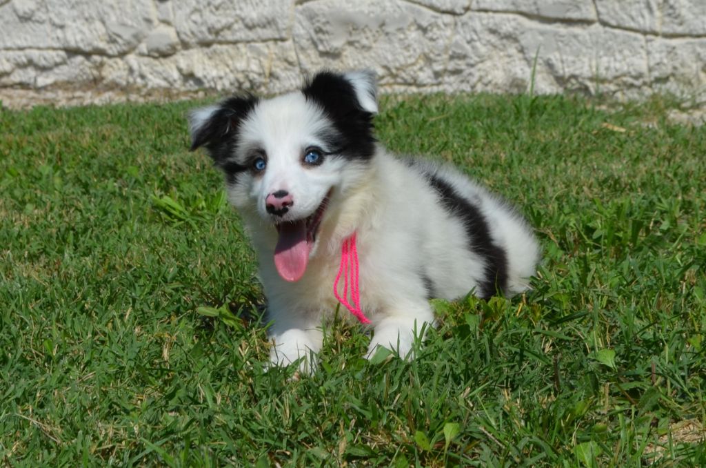 des Mirages d'Azur - Chiot disponible  - Border Collie