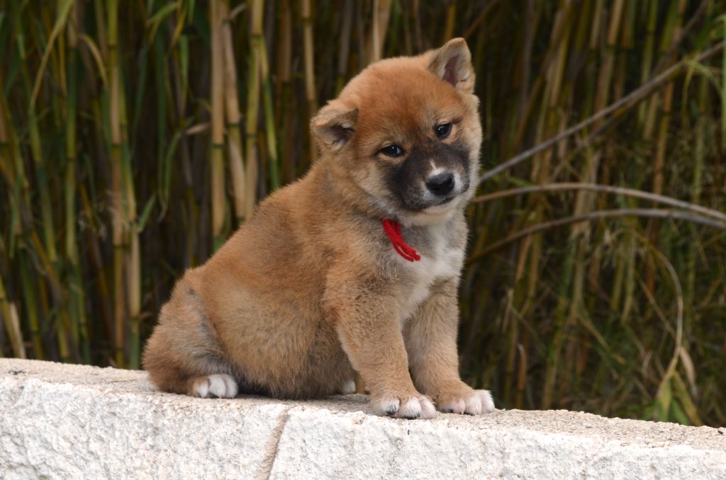 des Mirages d'Azur - Chiot disponible  - Shiba