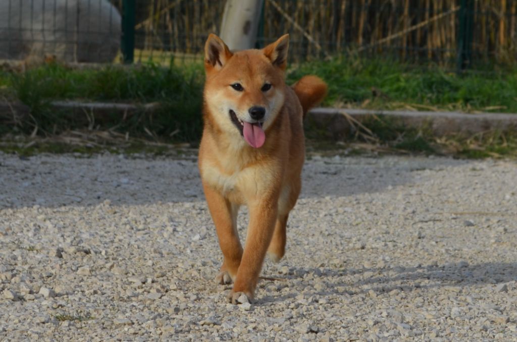 des Mirages d'Azur - Chiot disponible  - Shiba