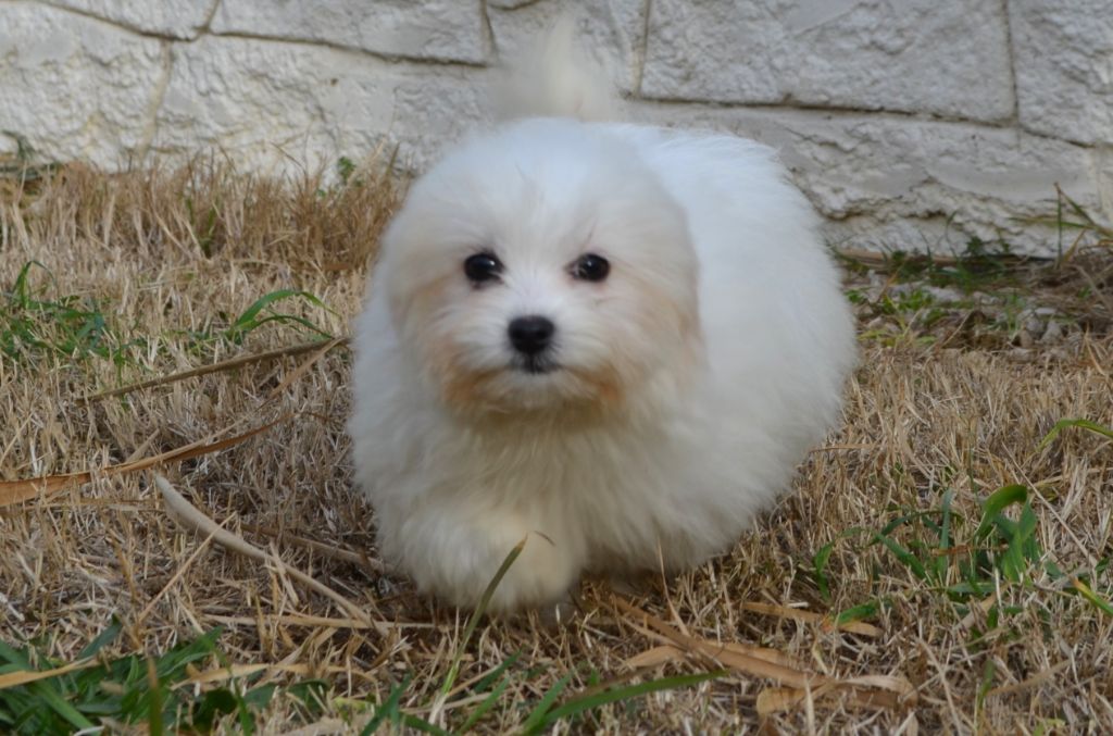 des Mirages d'Azur - Chiot disponible  - Coton de Tulear