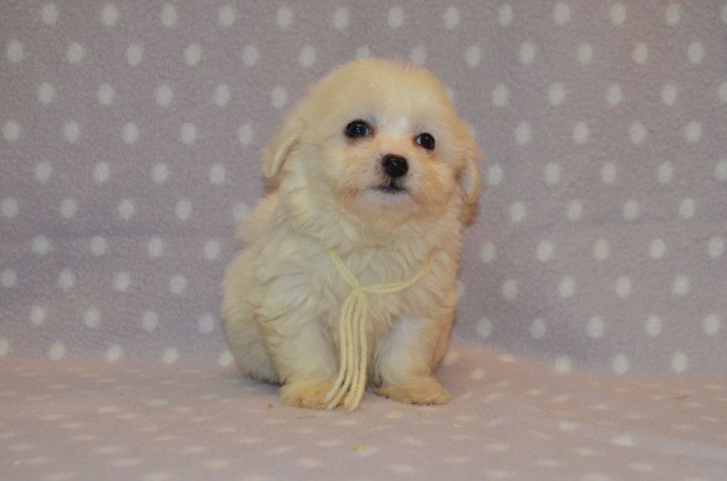 des Mirages d'Azur - Chiot disponible  - Coton de Tulear