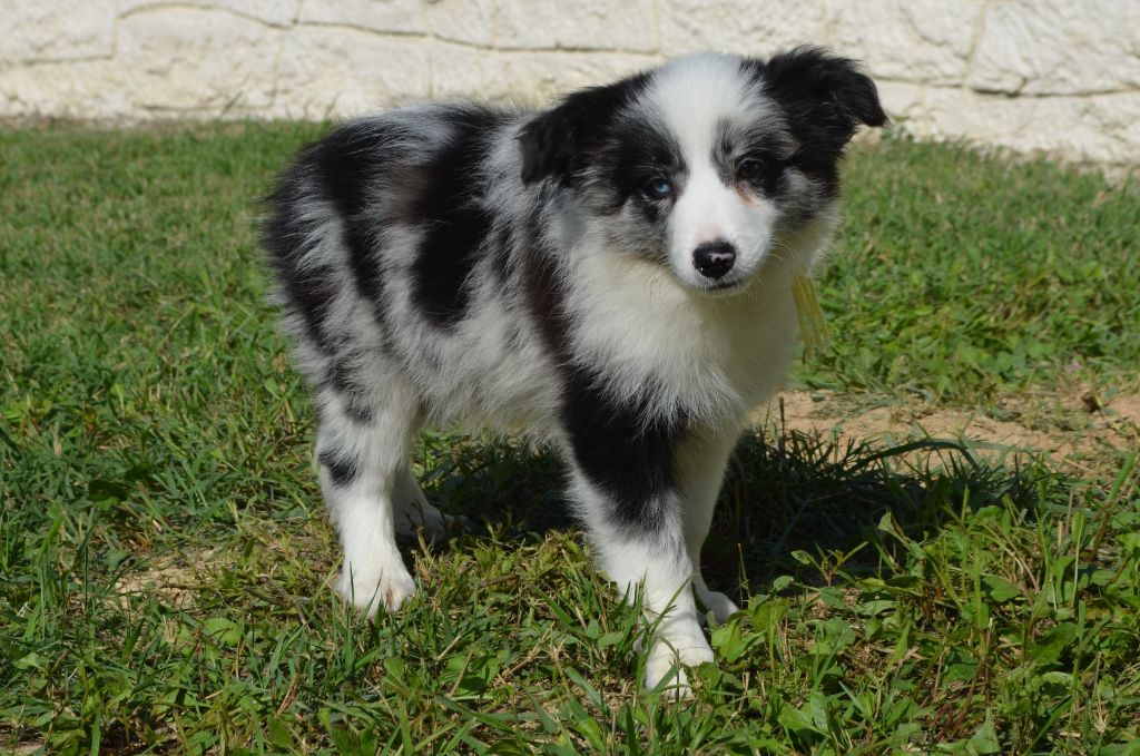 des Mirages d'Azur - Chiot disponible  - Border Collie