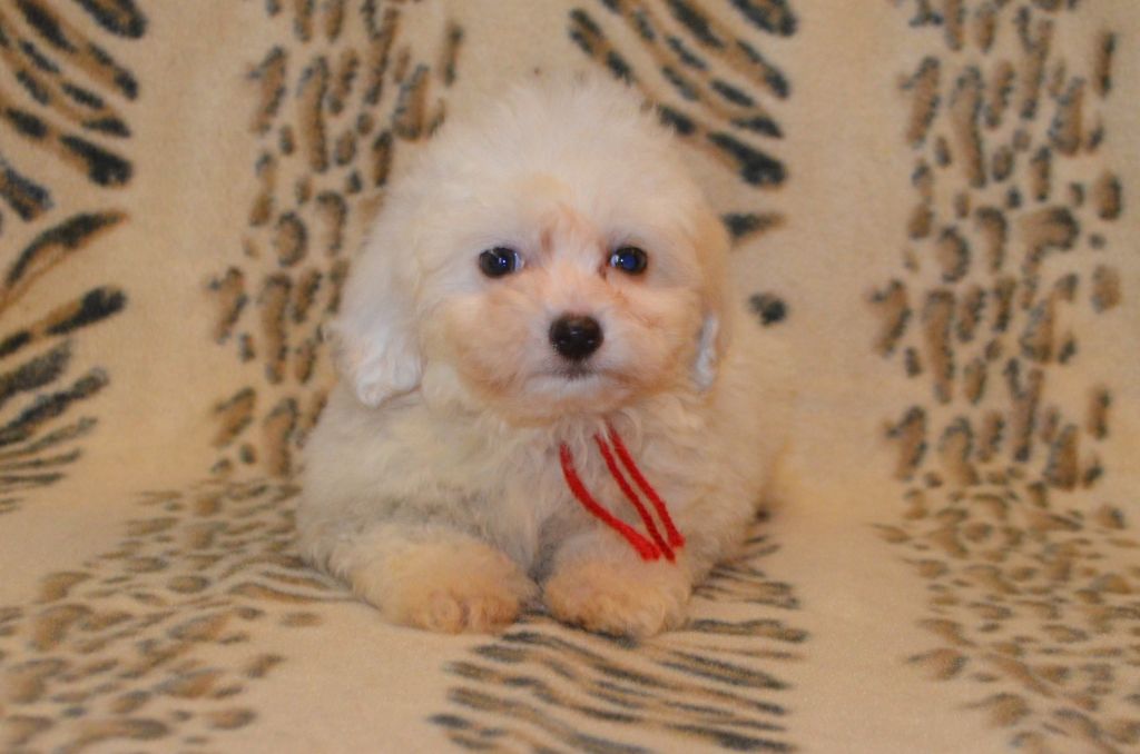 des Mirages d'Azur - Chiot disponible  - Coton de Tulear