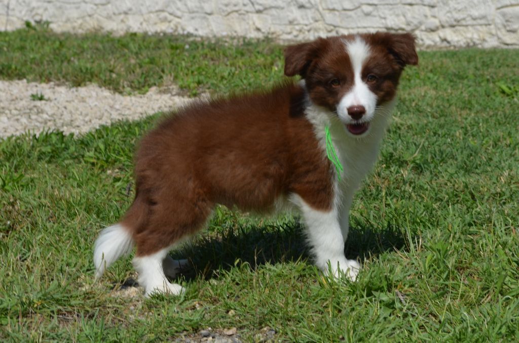 des Mirages d'Azur - Chiot disponible  - Border Collie