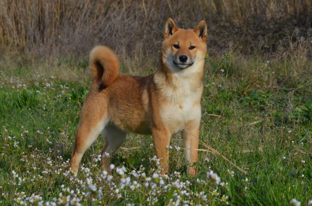 des Mirages d'Azur - Chiot disponible  - Shiba