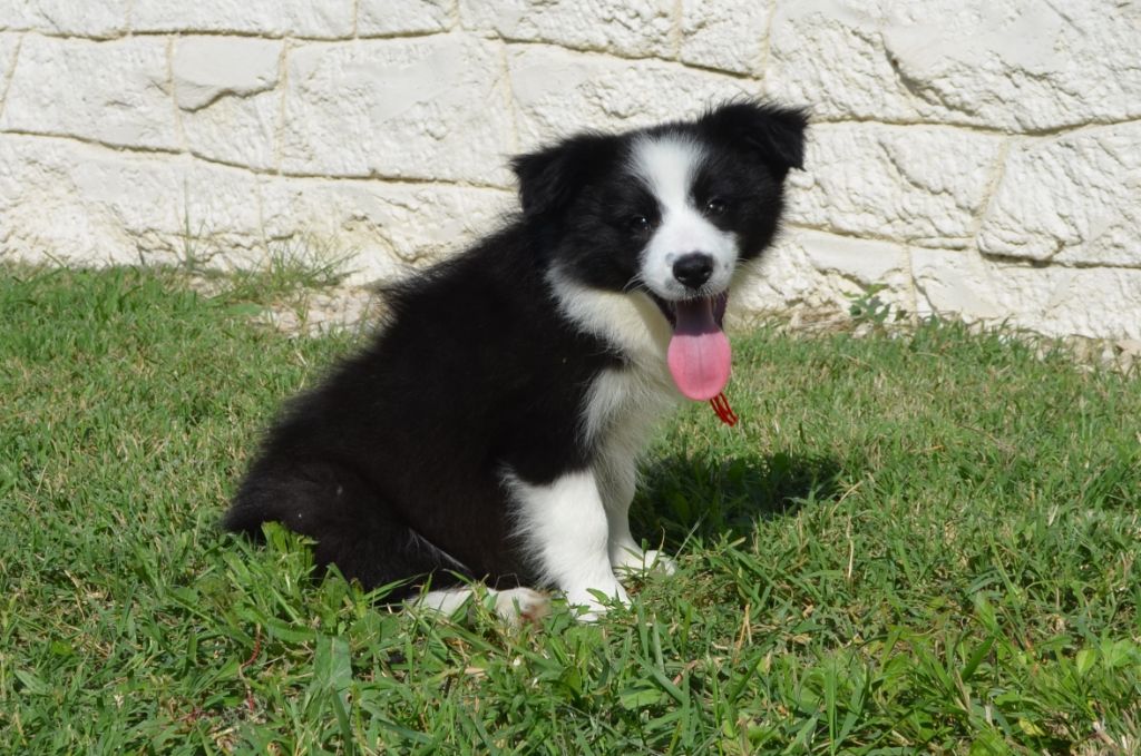 des Mirages d'Azur - Chiot disponible  - Border Collie