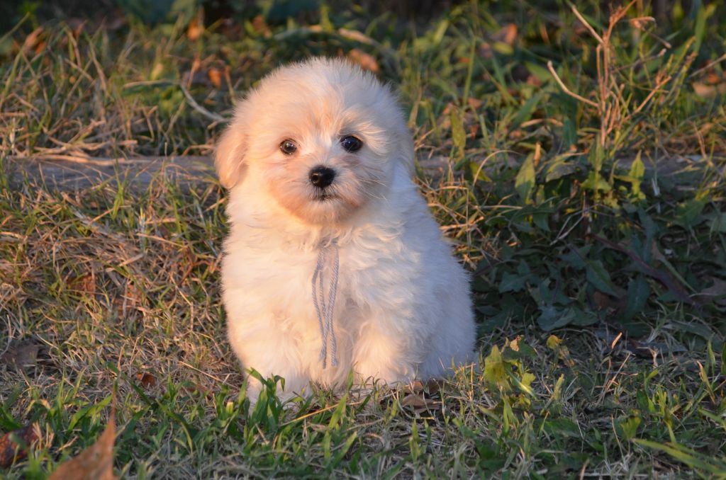 des Mirages d'Azur - Chiot disponible  - Coton de Tulear