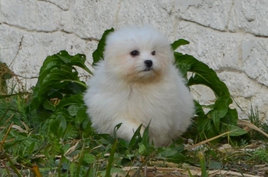 des Mirages d'Azur - Chiot disponible  - Coton de Tulear