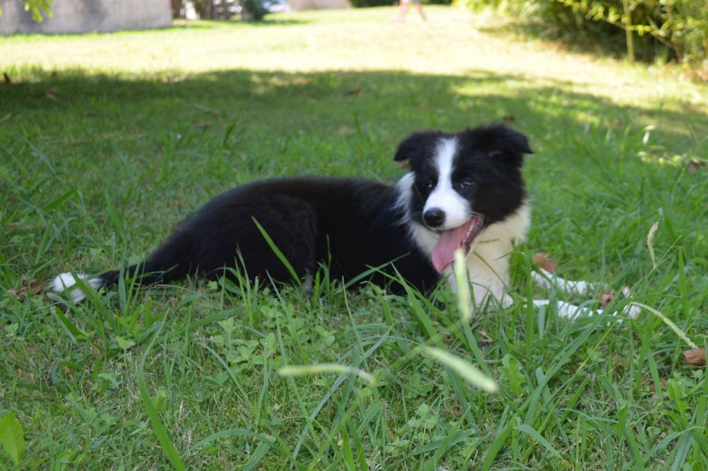 des Mirages d'Azur - Chiot disponible  - Border Collie