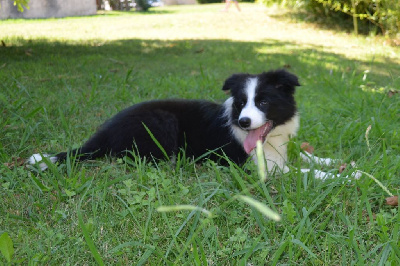 des Mirages d'Azur - Border Collie - Portée née le 29/05/2024