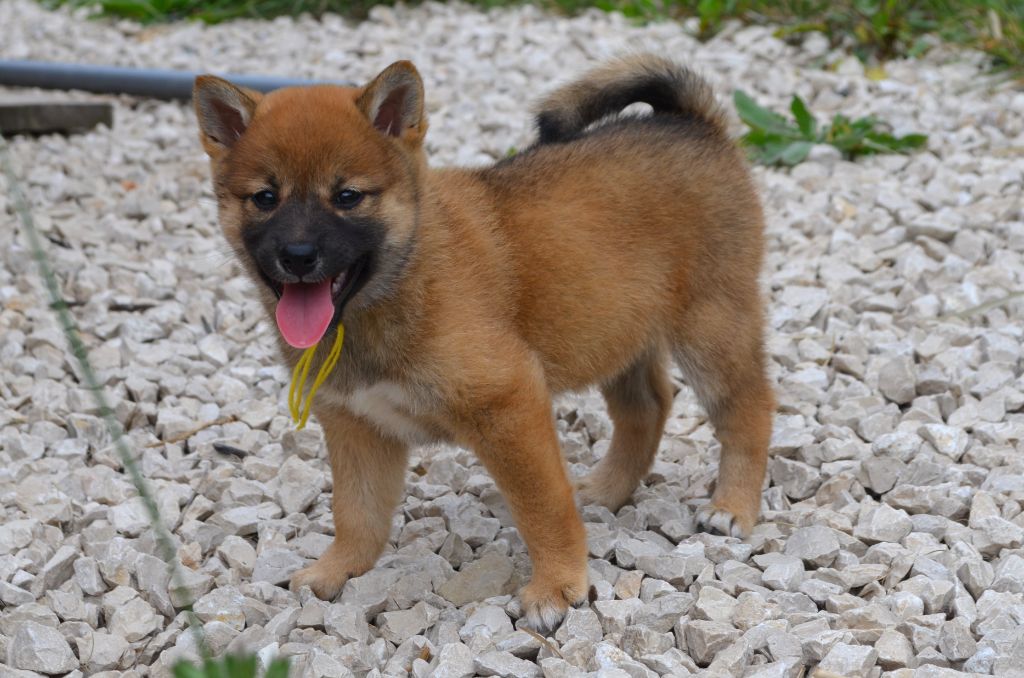 des Mirages d'Azur - Chiot disponible  - Shiba