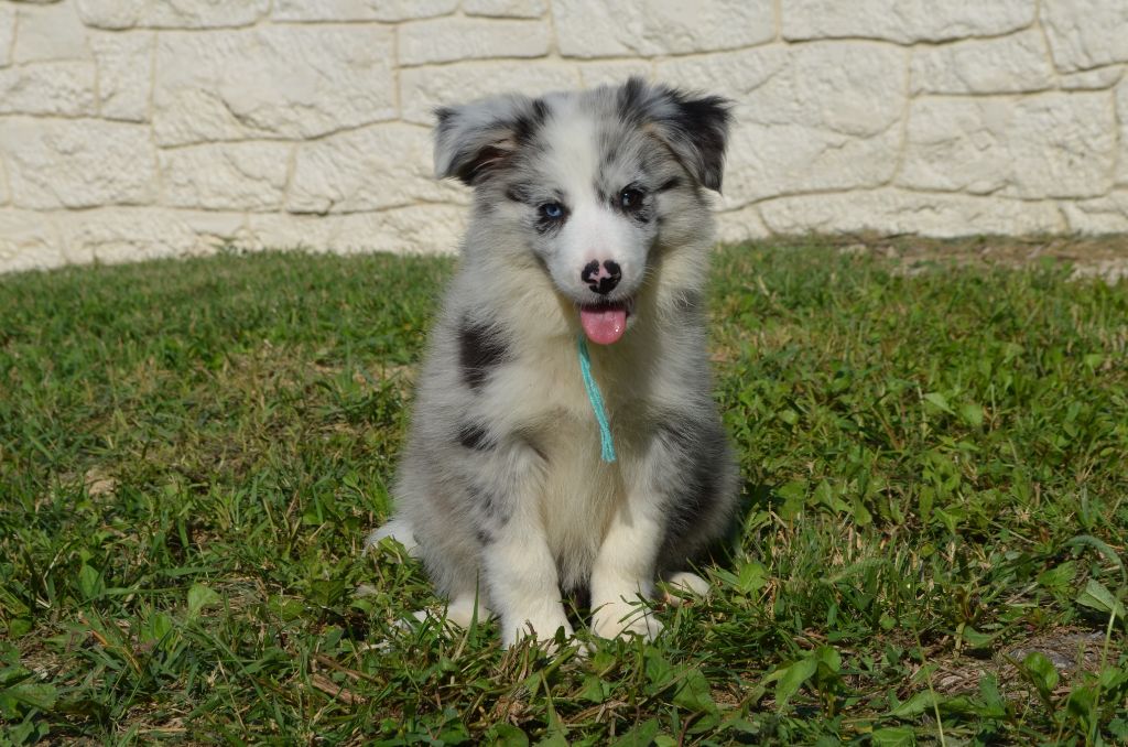 des Mirages d'Azur - Chiot disponible  - Border Collie