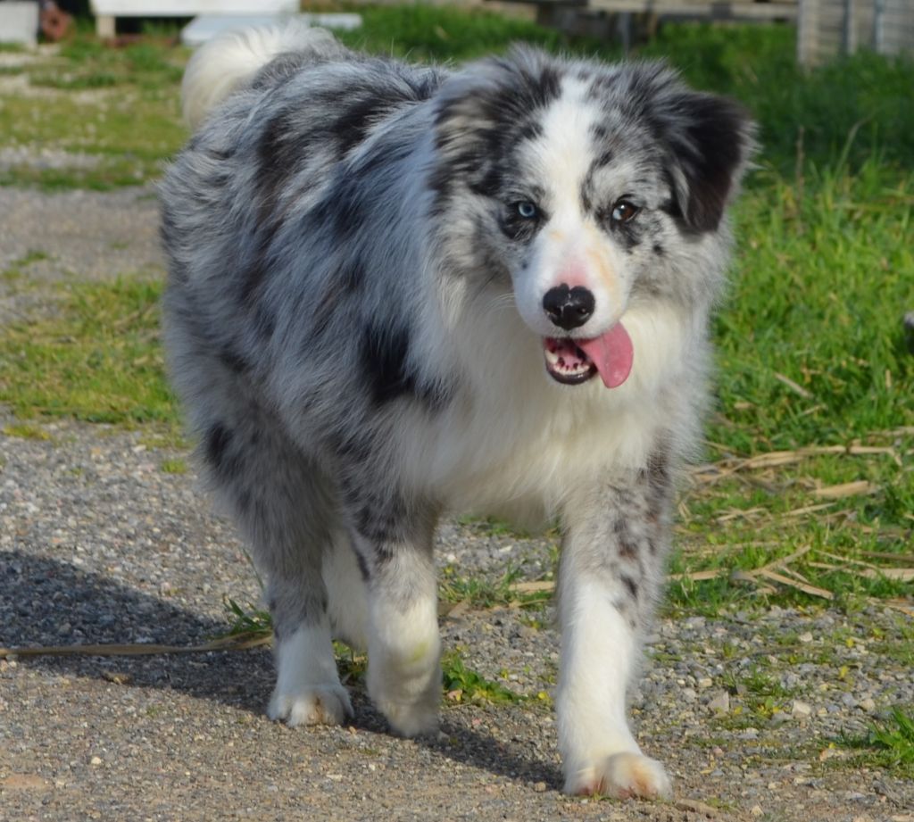 des Mirages d'Azur - Chiot disponible  - Border Collie