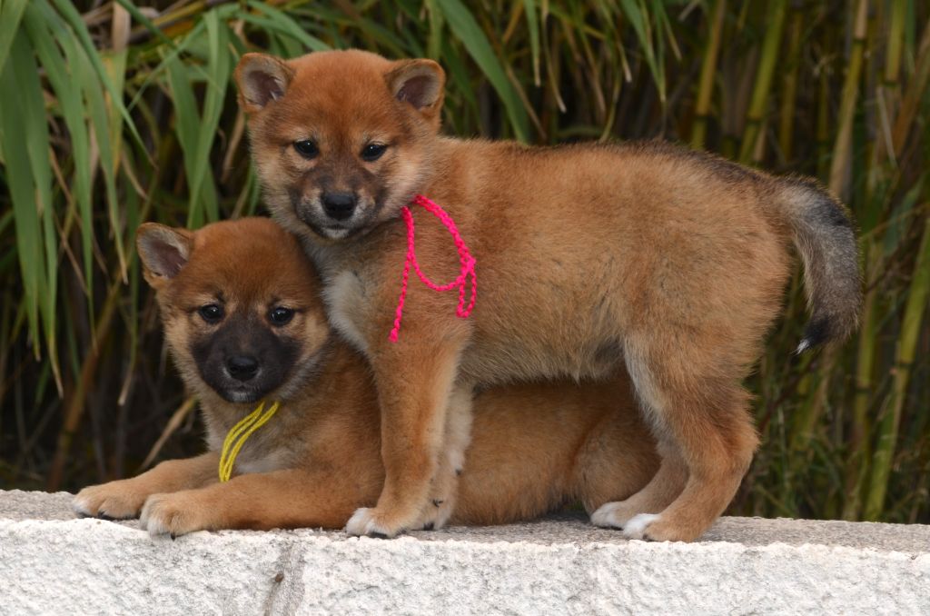 des Mirages d'Azur - Chiot disponible  - Shiba