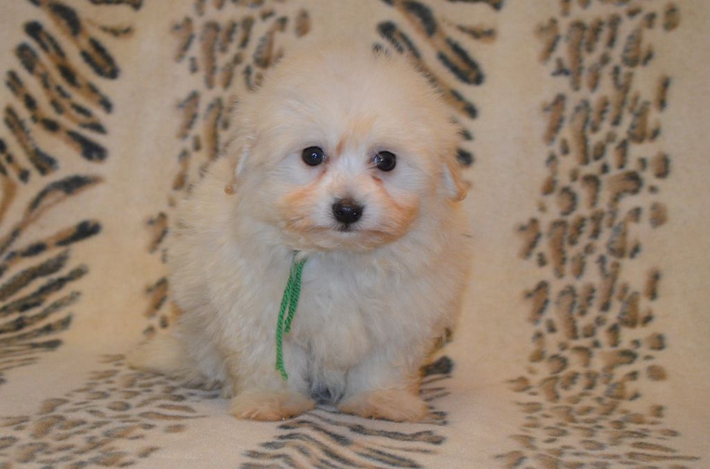 des Mirages d'Azur - Chiot disponible  - Coton de Tulear