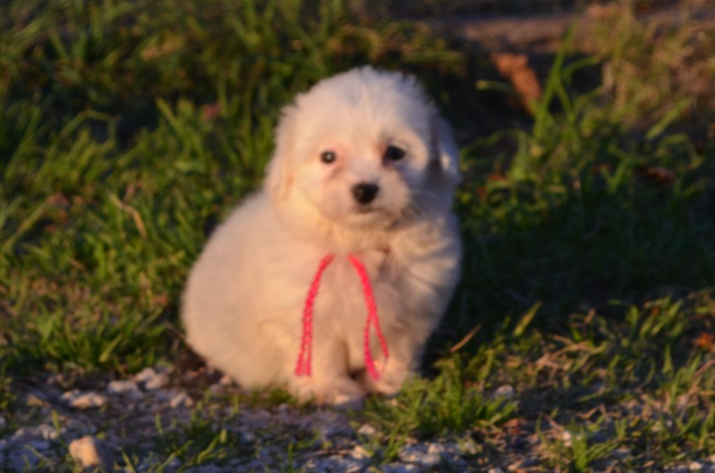 des Mirages d'Azur - Chiot disponible  - Coton de Tulear