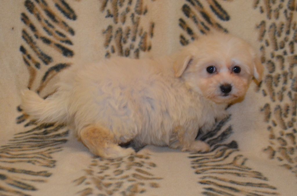 des Mirages d'Azur - Chiot disponible  - Coton de Tulear