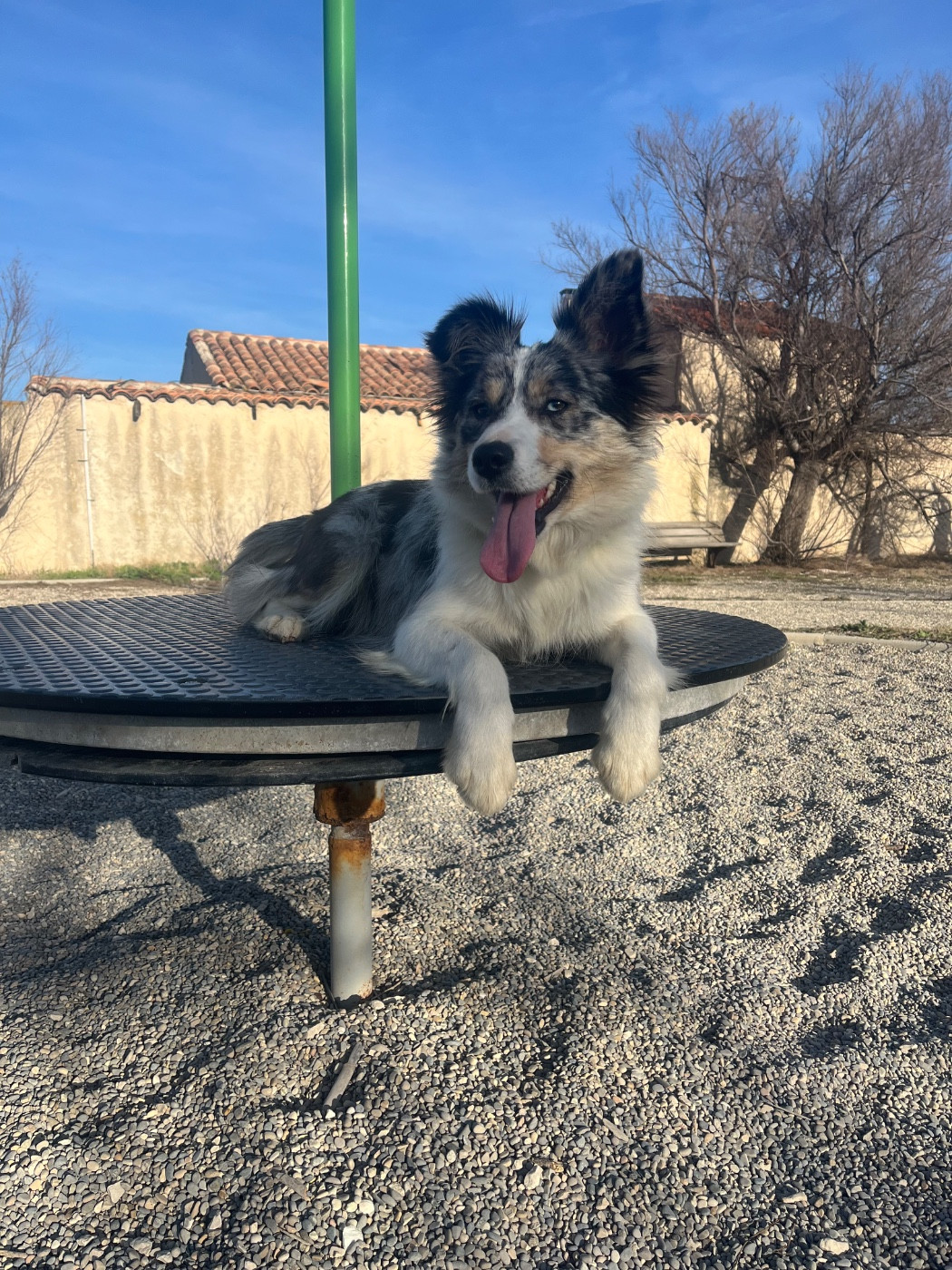 Tayla des Mirages d'Azur