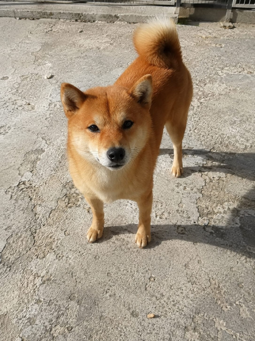 Savana (Sans Affixe)
