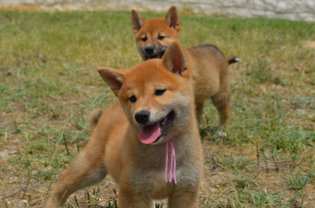 Chiot Shiba des Mirages d'Azur