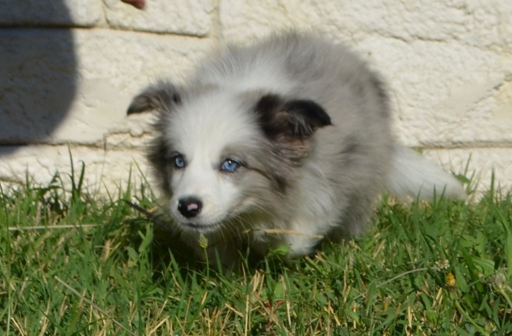 des Mirages d'Azur - Border Collie - Portée née le 19/05/2025