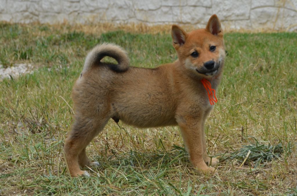 des Mirages d'Azur - Chiots disponibles - Shiba