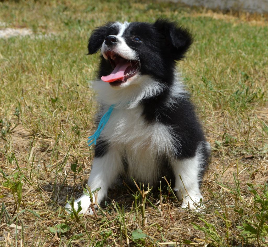 des Mirages d'Azur - Chiots disponibles - Border Collie