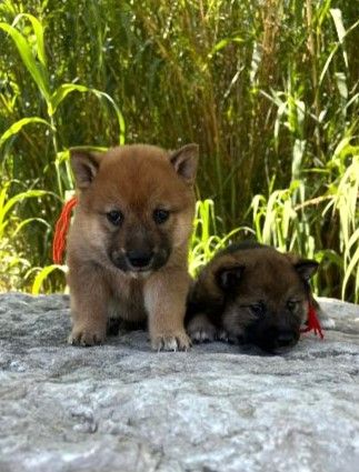 des Mirages d'Azur - Chiots disponibles - Shiba