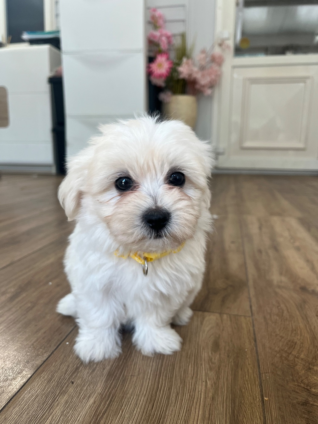 des Mirages d'Azur - Chiots disponibles - Coton de Tulear