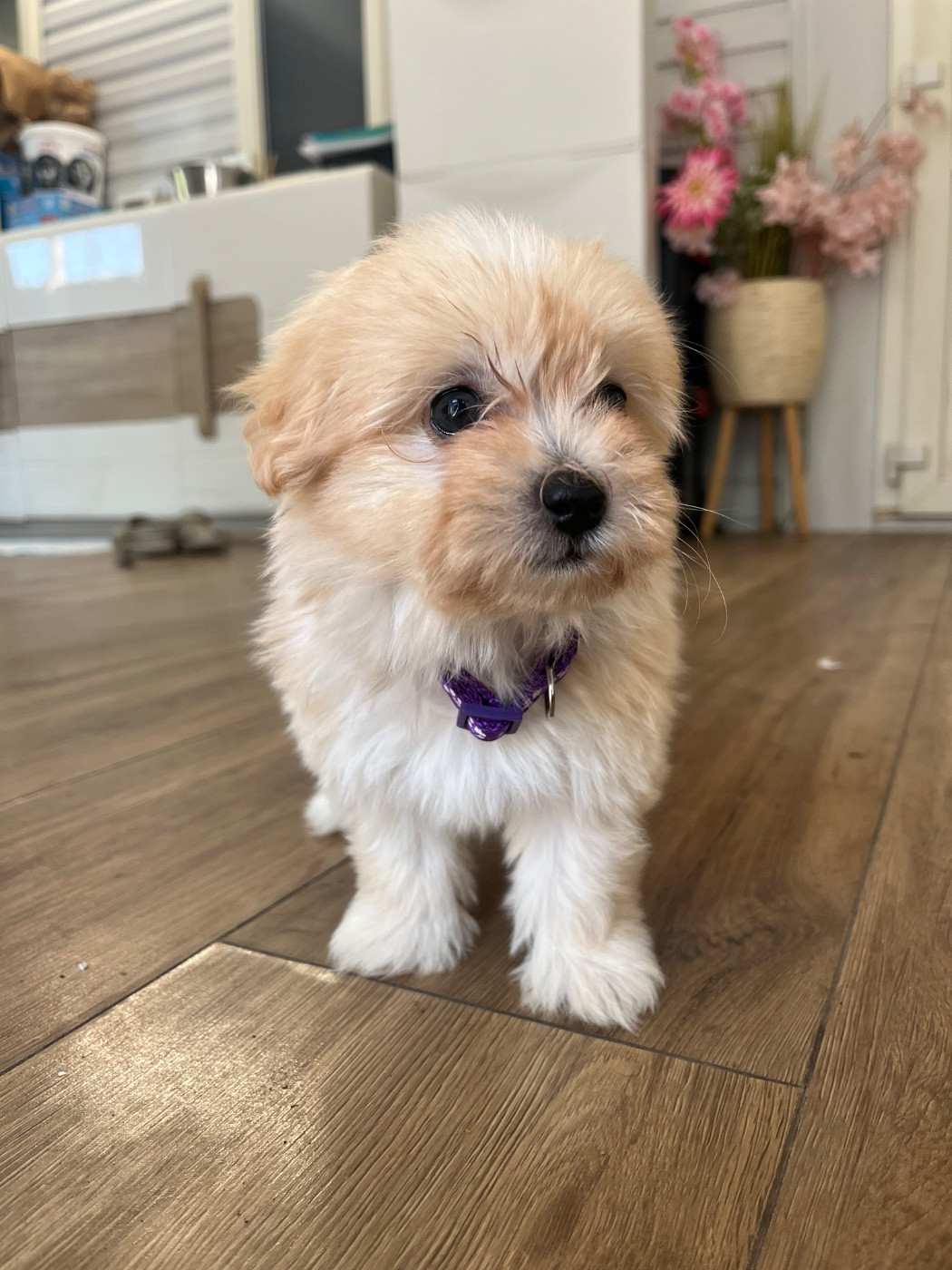des Mirages d'Azur - Chiots disponibles - Coton de Tulear