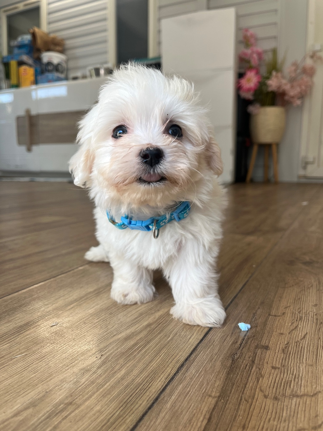des Mirages d'Azur - Chiots disponibles - Coton de Tulear
