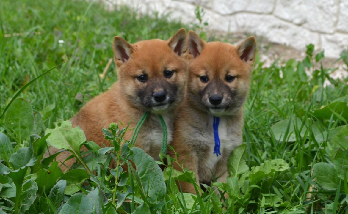 Chiot Shiba des Mirages d'Azur