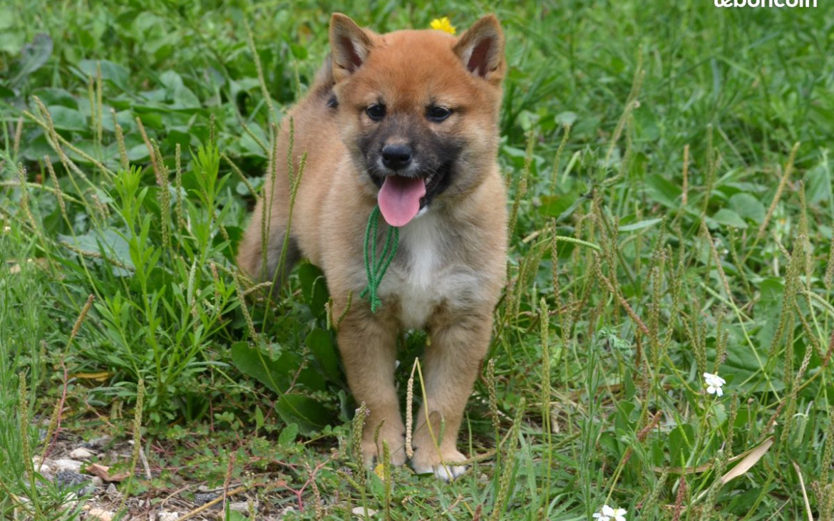 des Mirages d'Azur - Chiots disponibles - Shiba