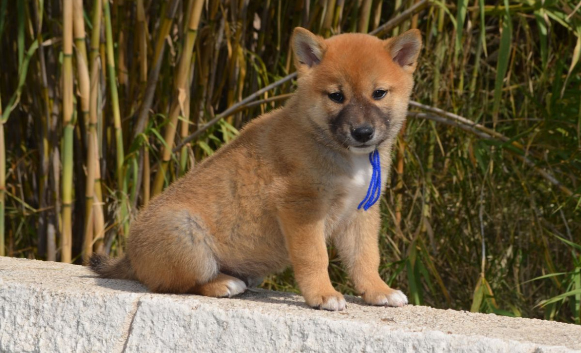 des Mirages d'Azur - Chiots disponibles - Shiba