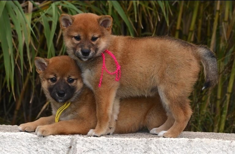des Mirages d'Azur - Chiots disponibles - Shiba