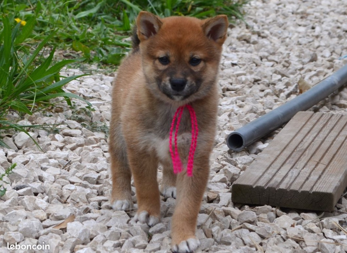 des Mirages d'Azur - Chiots disponibles - Shiba