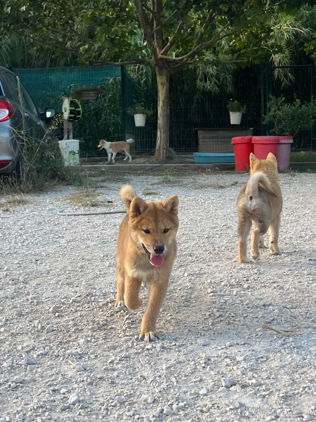 des Mirages d'Azur - Chiots disponibles - Shiba