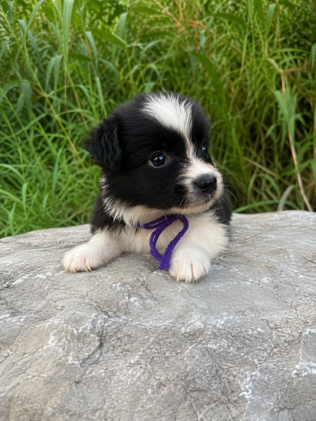des Mirages d'Azur - Chiots disponibles - Border Collie