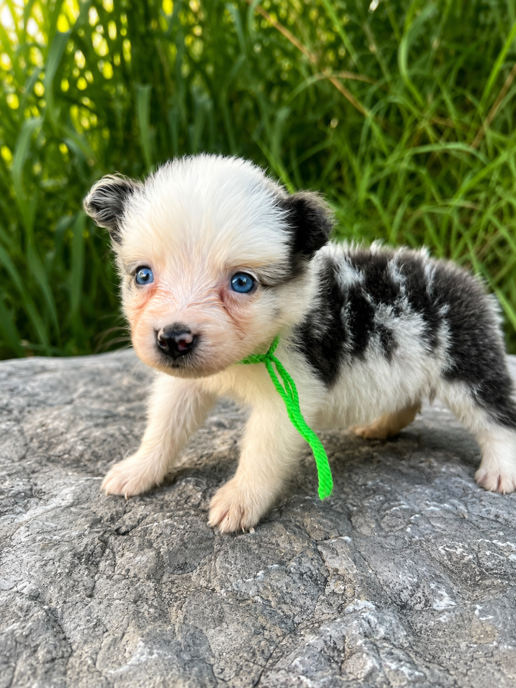 des Mirages d'Azur - Chiots disponibles - Border Collie