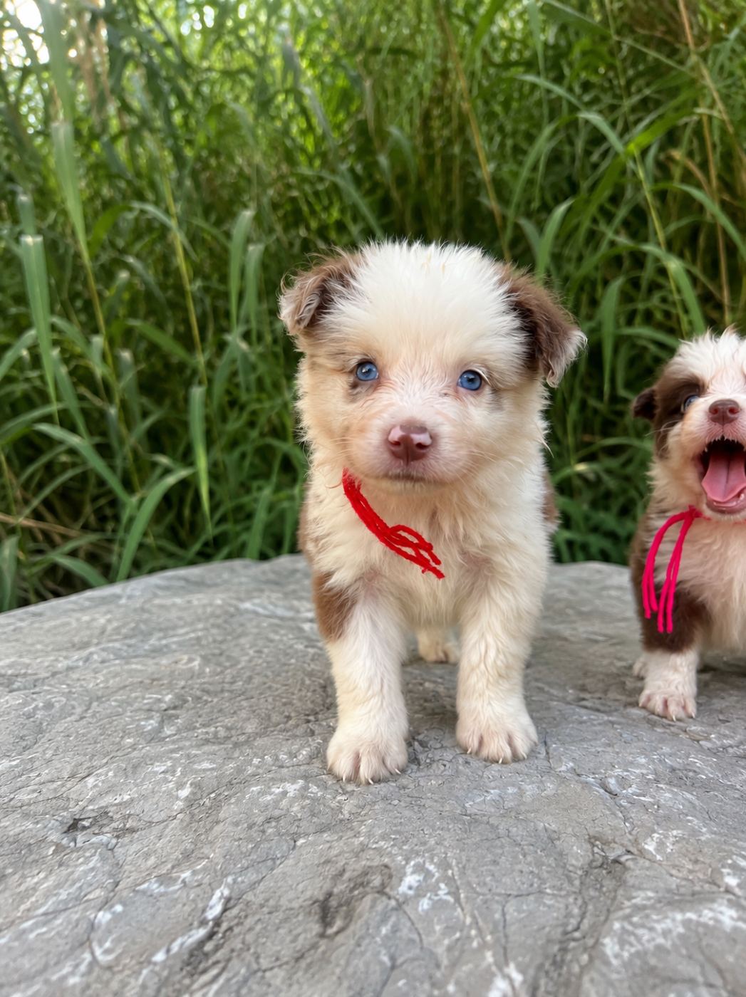 des Mirages d'Azur - Chiots disponibles - Border Collie