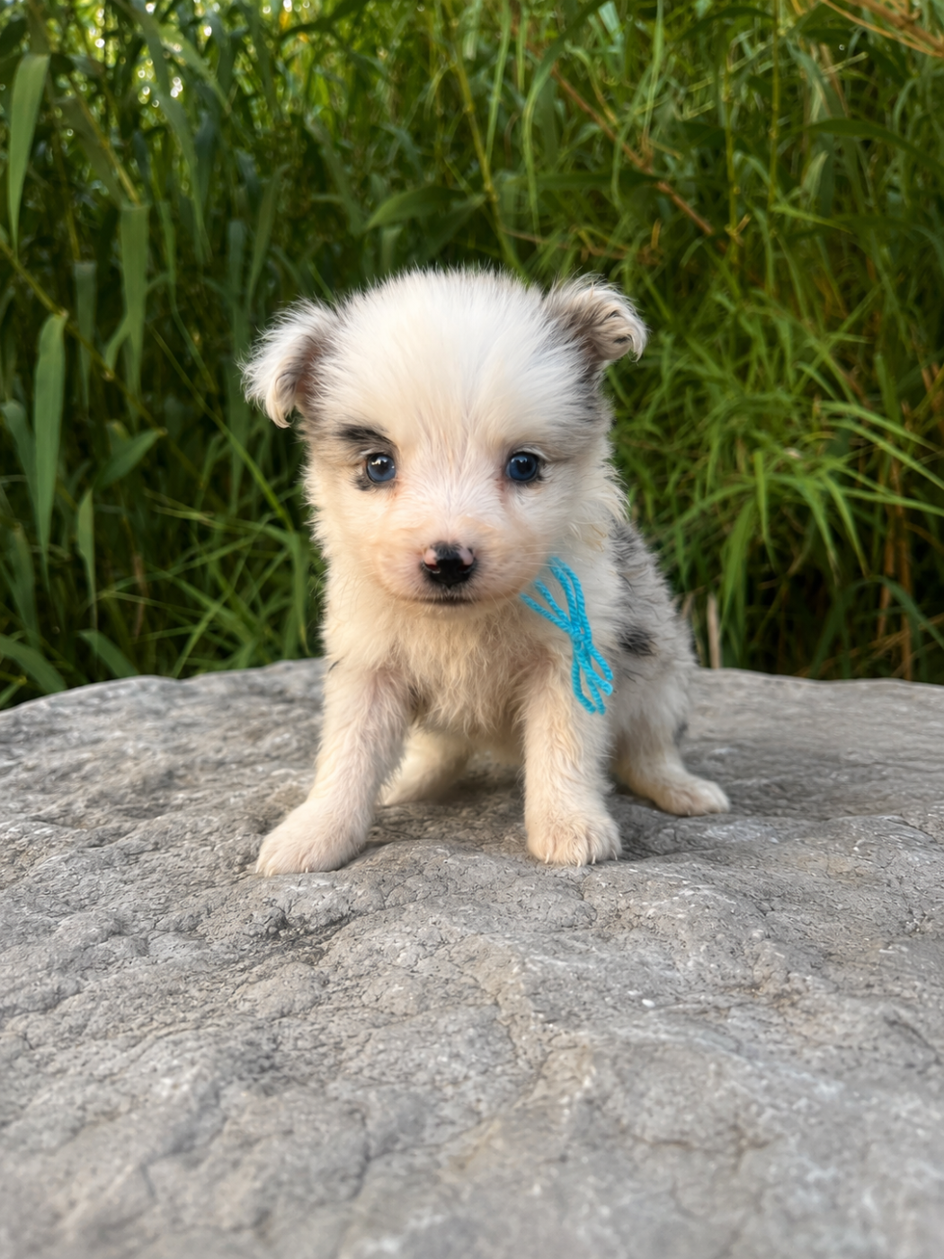 des Mirages d'Azur - Chiots disponibles - Border Collie