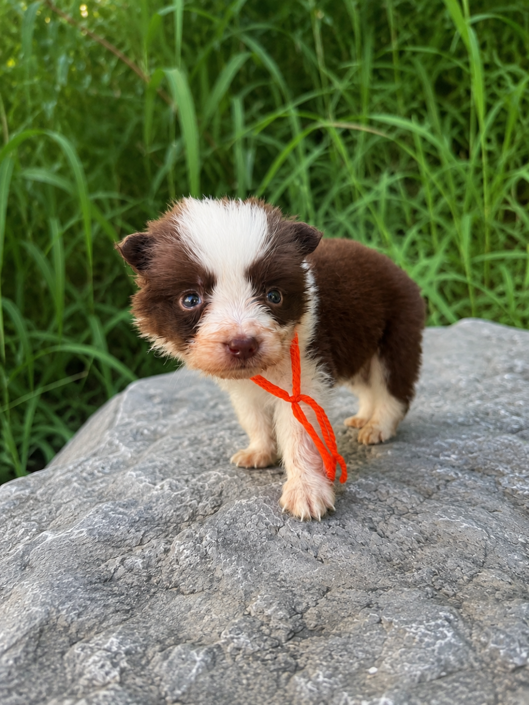des Mirages d'Azur - Chiots disponibles - Border Collie