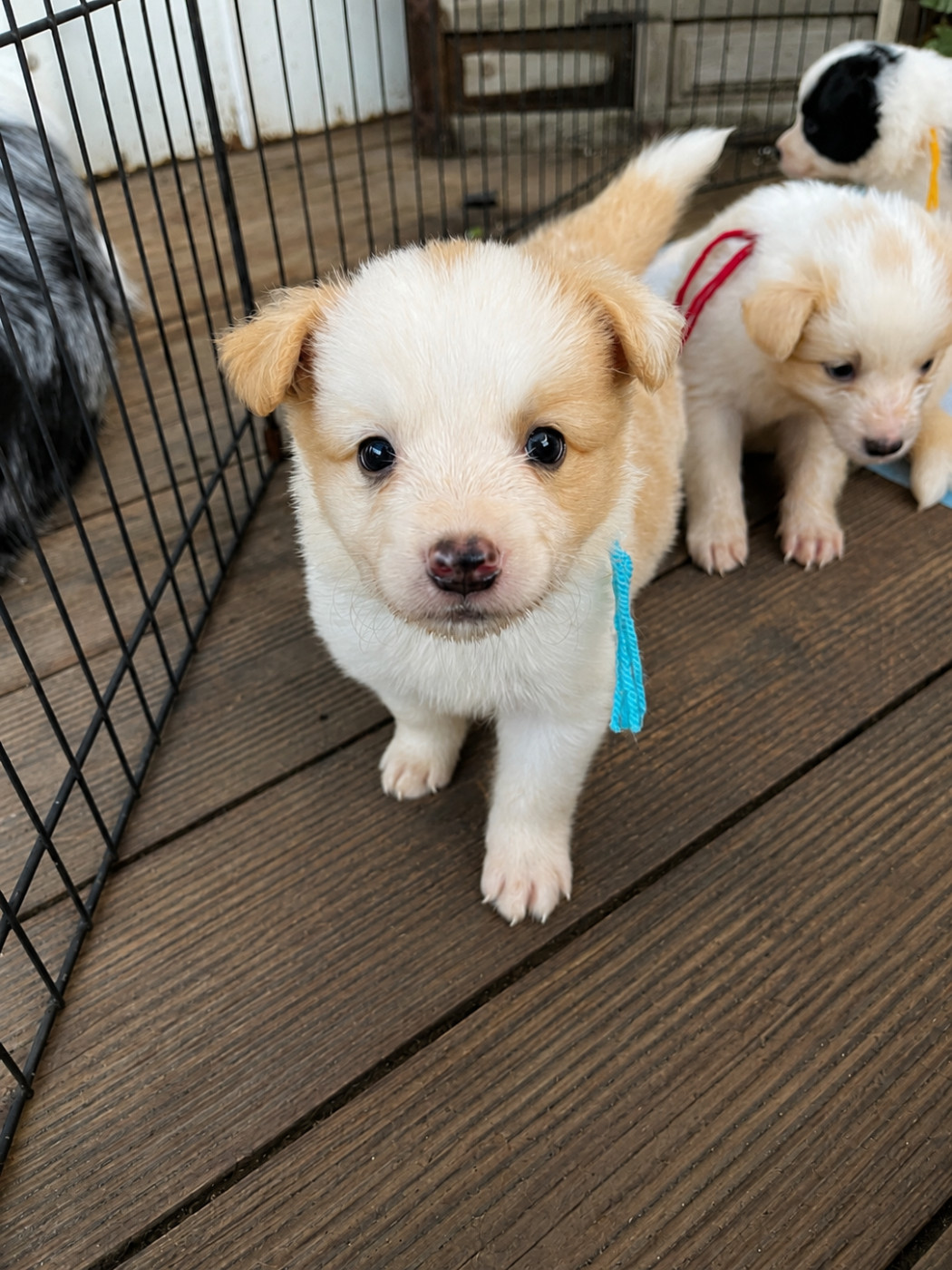 des Mirages d'Azur - Chiots disponibles - Border Collie