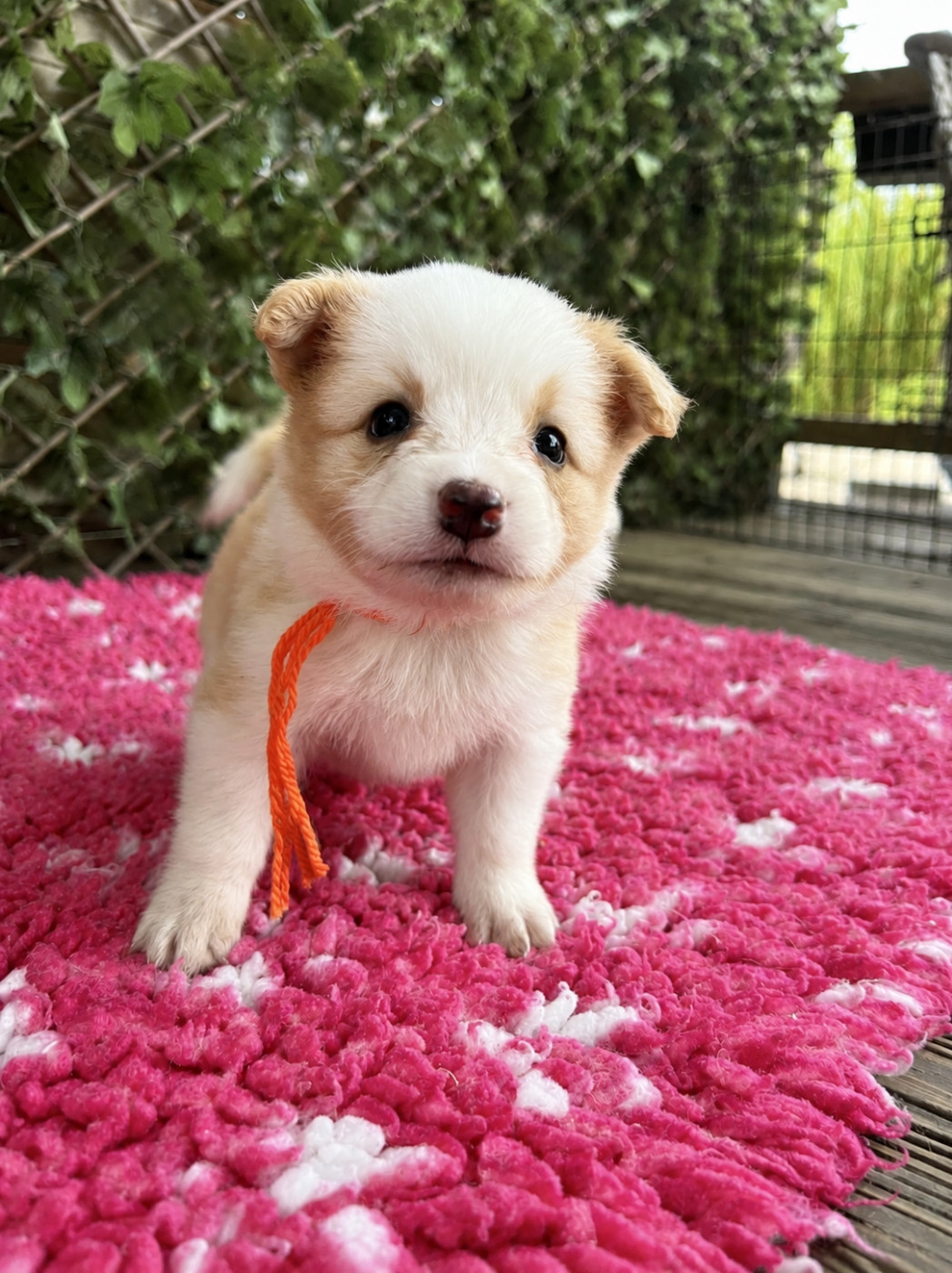 des Mirages d'Azur - Chiots disponibles - Border Collie