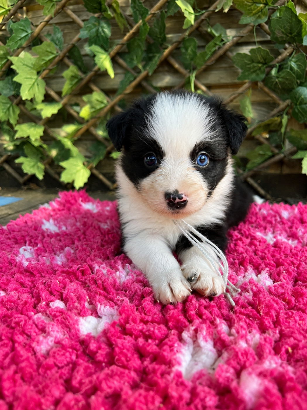 des Mirages d'Azur - Chiots disponibles - Border Collie