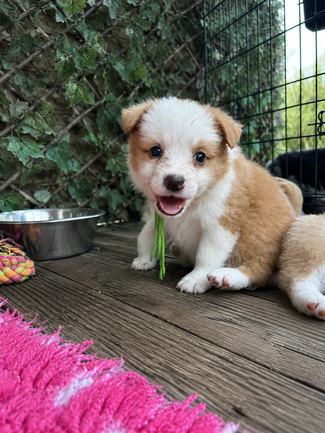 des Mirages d'Azur - Chiots disponibles - Border Collie